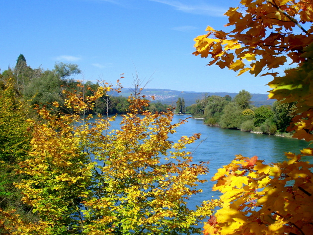 Herbst am Rhein