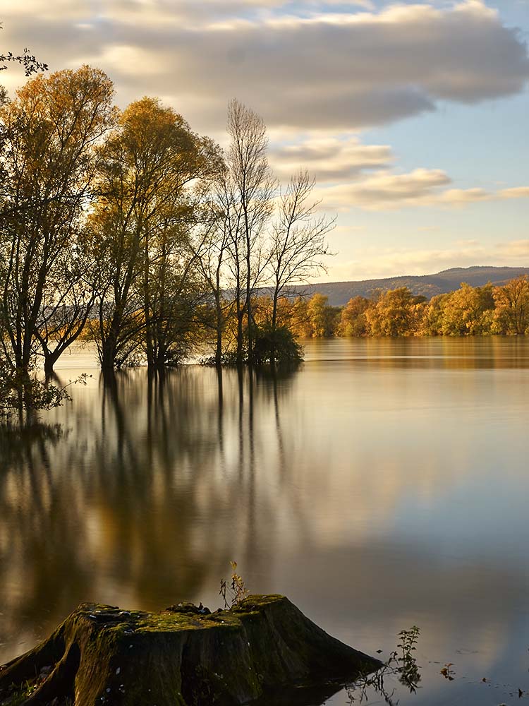 Herbst am Rhein