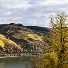 Herbst am Rhein