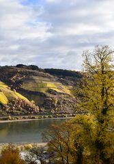 Herbst am Rhein