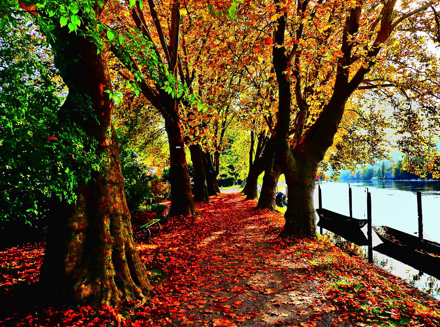 Herbst am Rhein