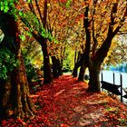 Herbst am Rhein