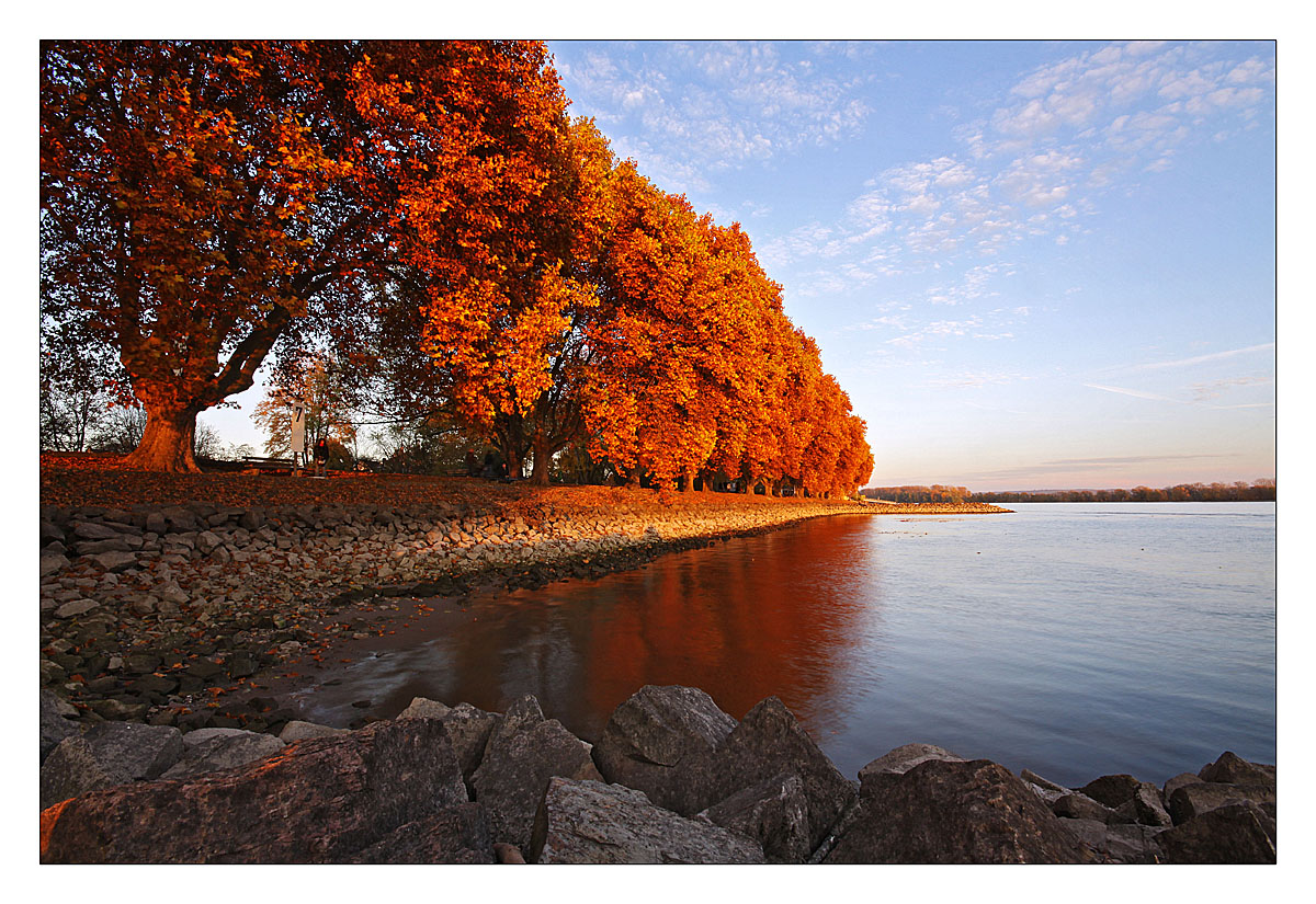 Herbst am Rhein