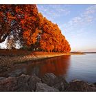 Herbst am Rhein