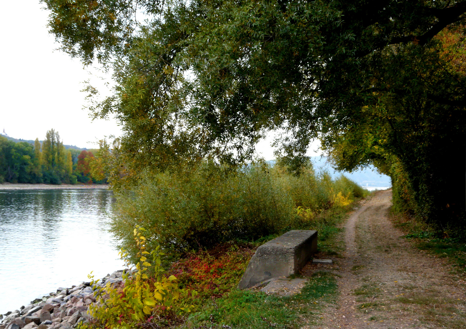 Herbst am Rhein 