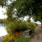 Herbst am Rhein 