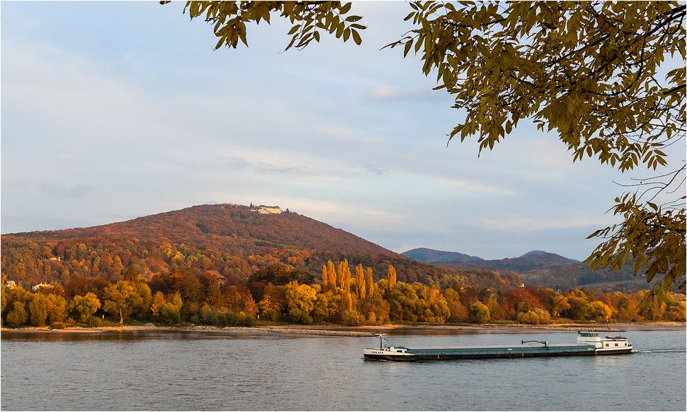 Herbst am Rhein