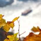 Herbst am Rhein