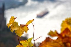 Herbst am Rhein