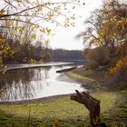 Herbst am Rhein bei Otterstadt