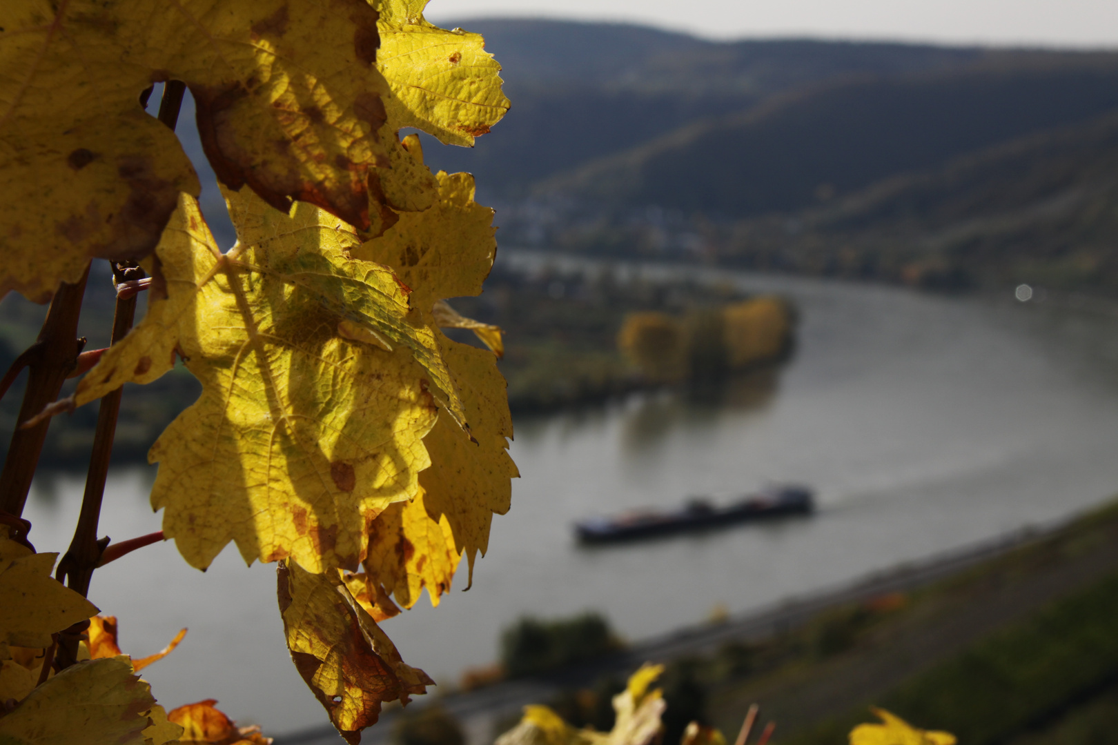 Herbst am Rhein