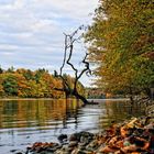 Herbst am Rhein