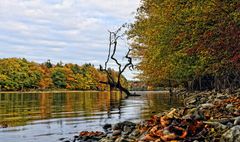 Herbst am Rhein