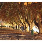 Herbst am Rhein II