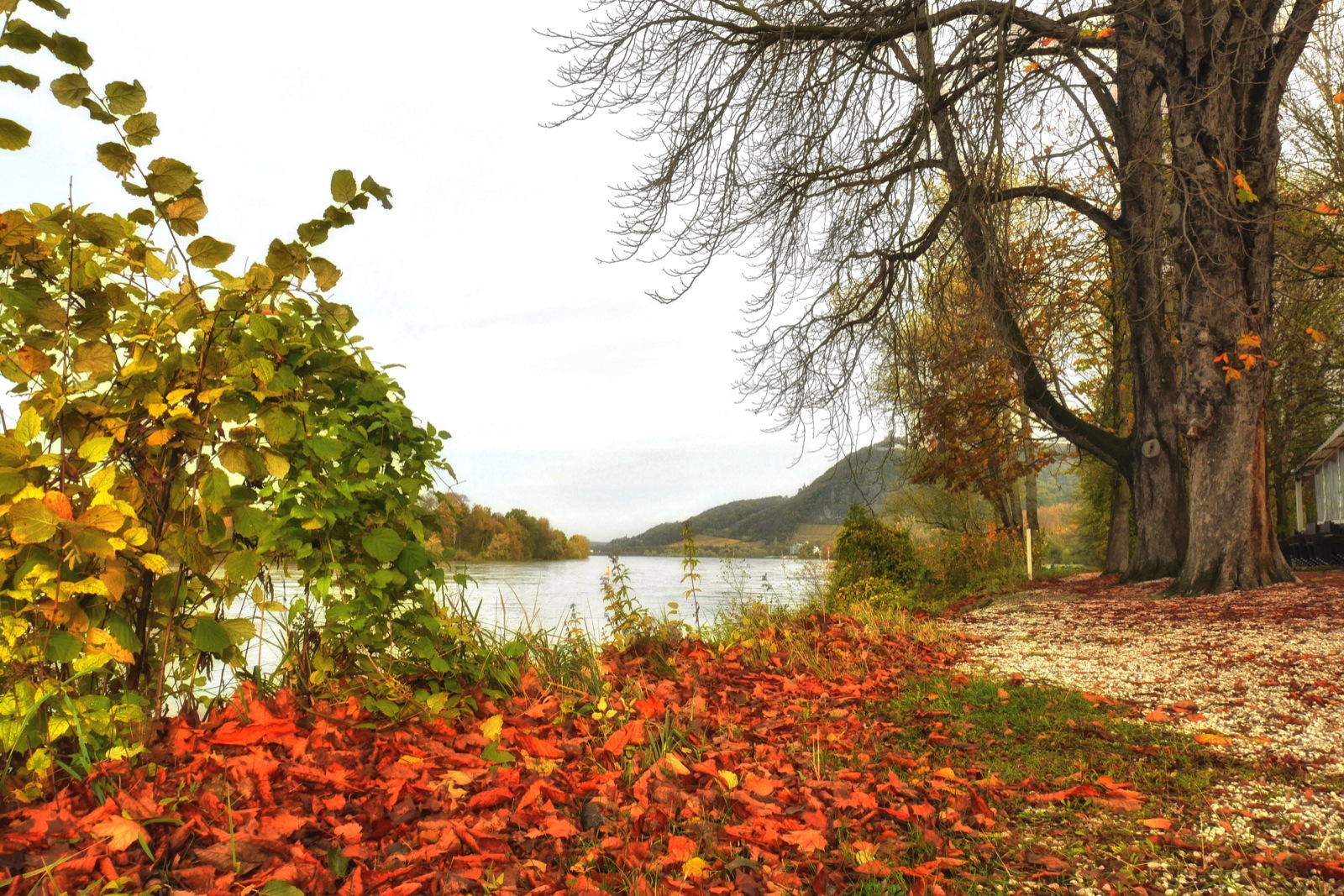 Herbst am Rhein im Siebengebirge