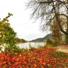 Herbst am Rhein im Siebengebirge