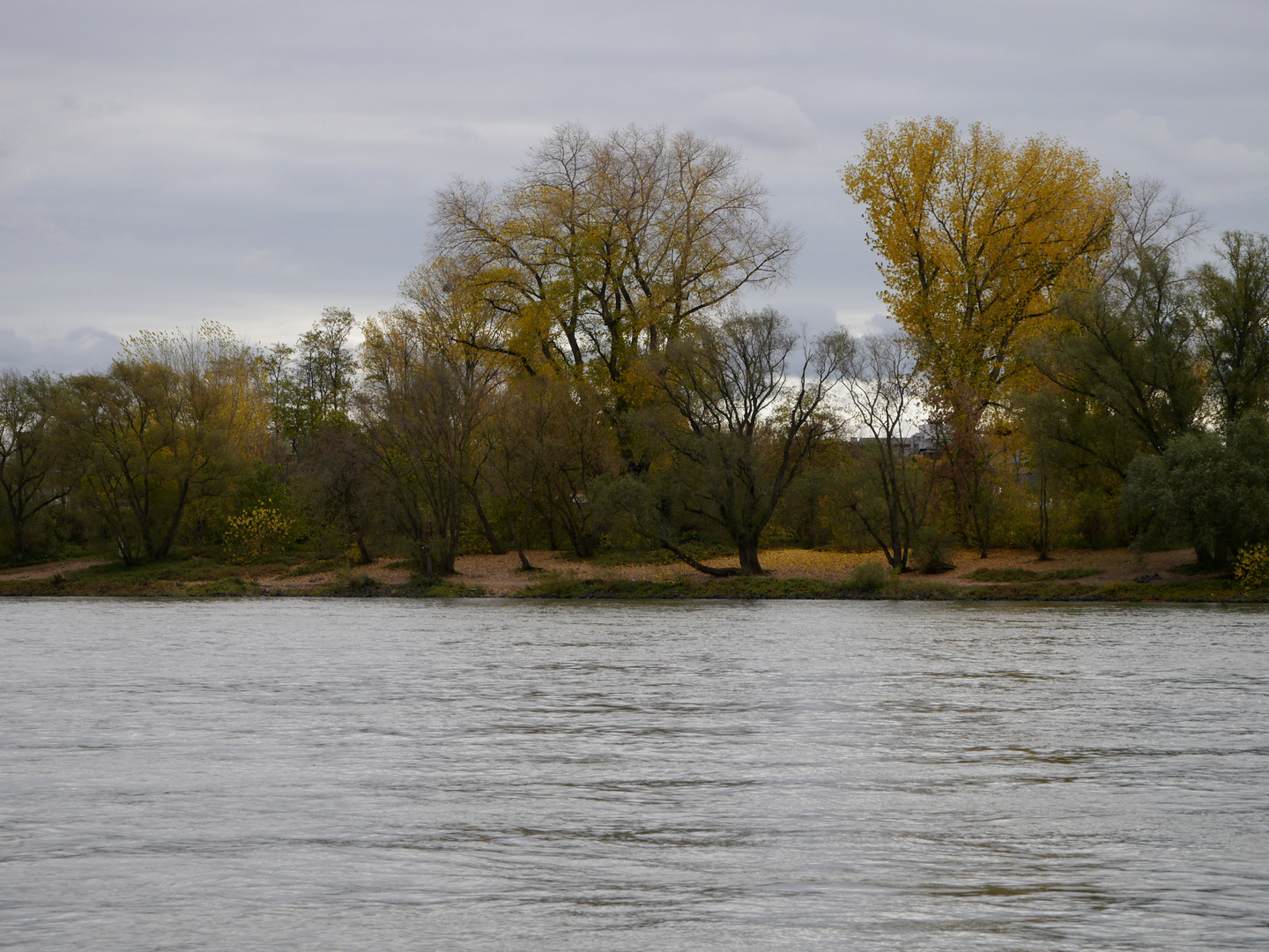 Herbst am Rhein - Laubteppich