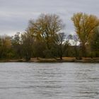 Herbst am Rhein - Laubteppich