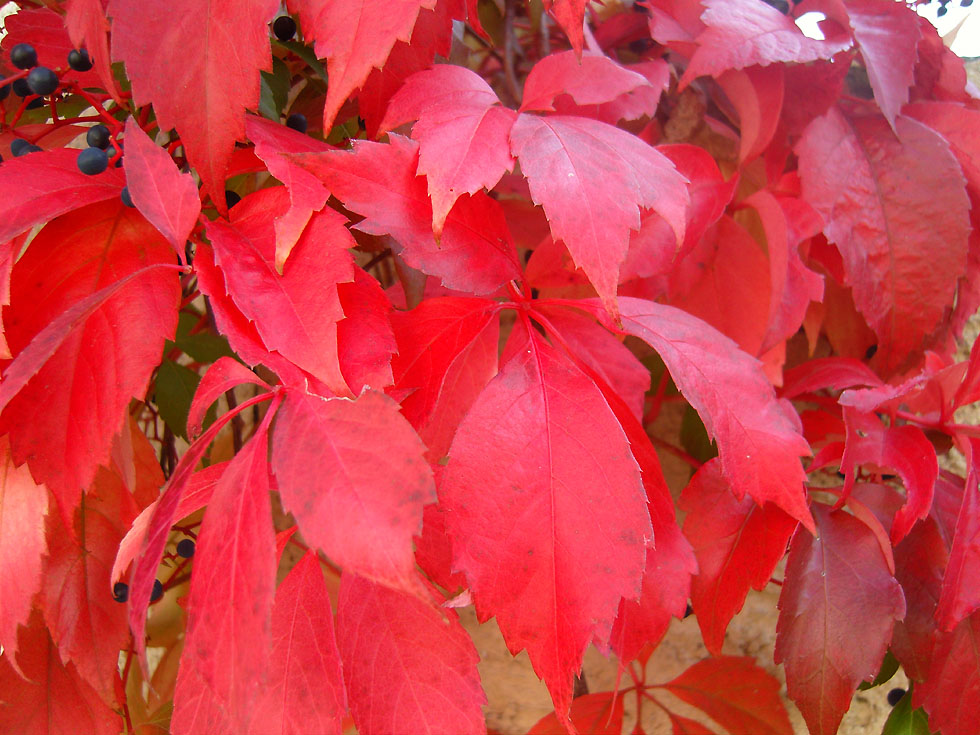 Herbst am Rheinsteig