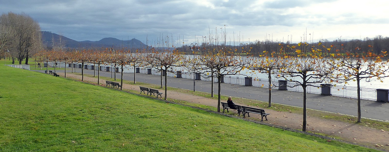 Herbst am Rheinufer