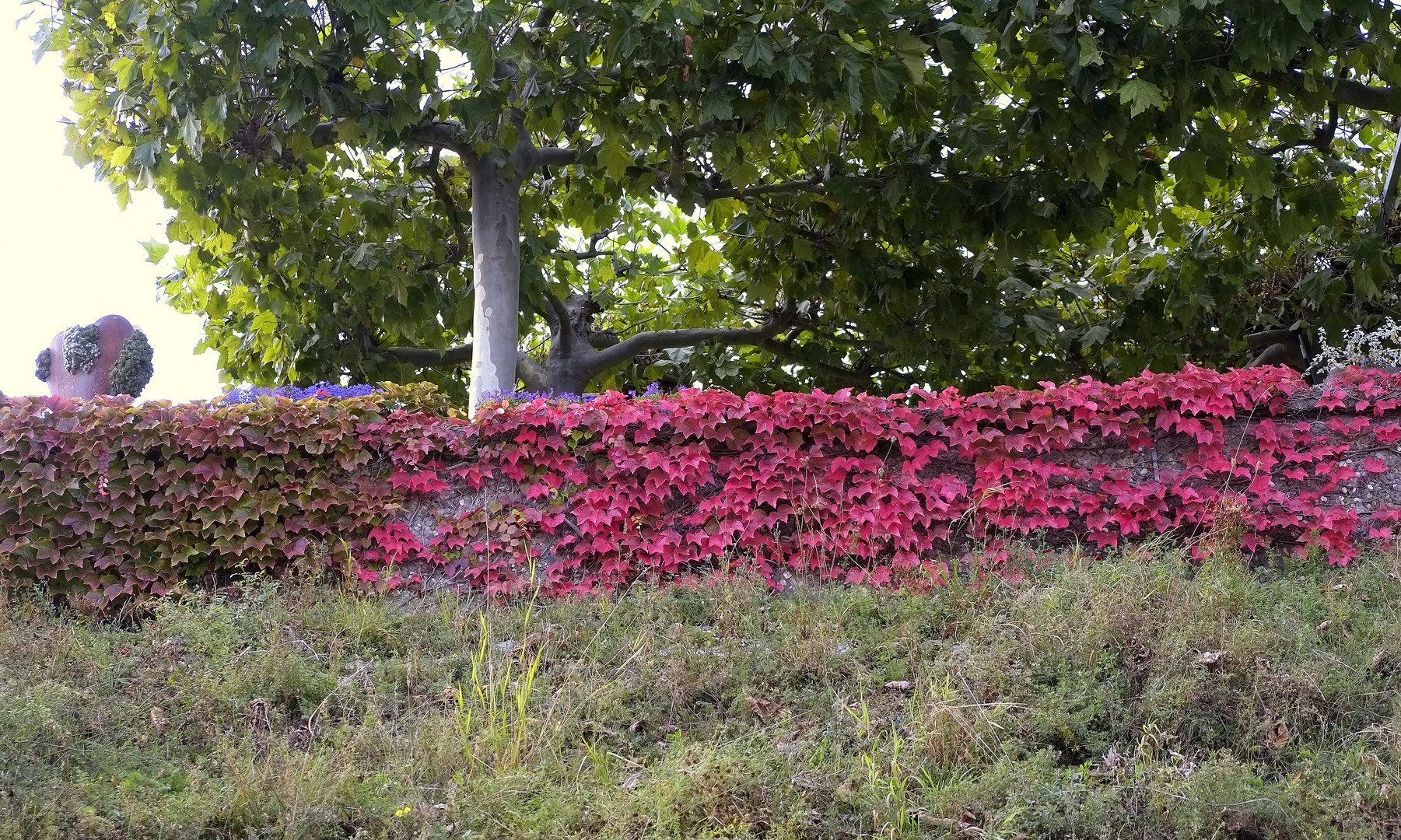 Herbst am Rheinufer