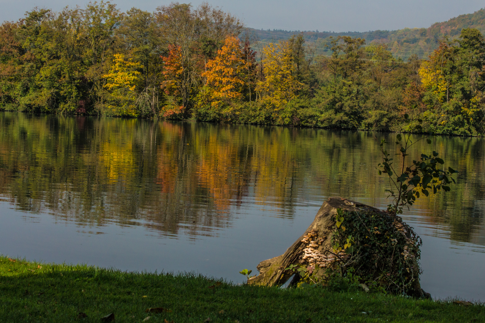 Herbst am Rheinufer