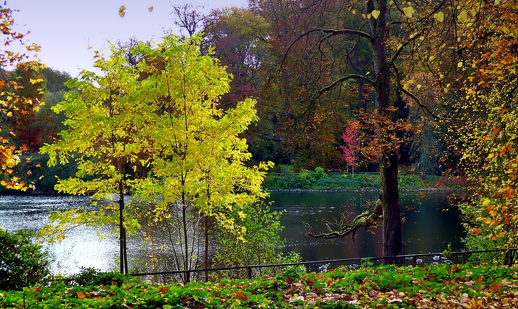 Herbst am Rombergparkteich.