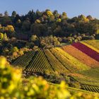 Herbst am Rotenberg