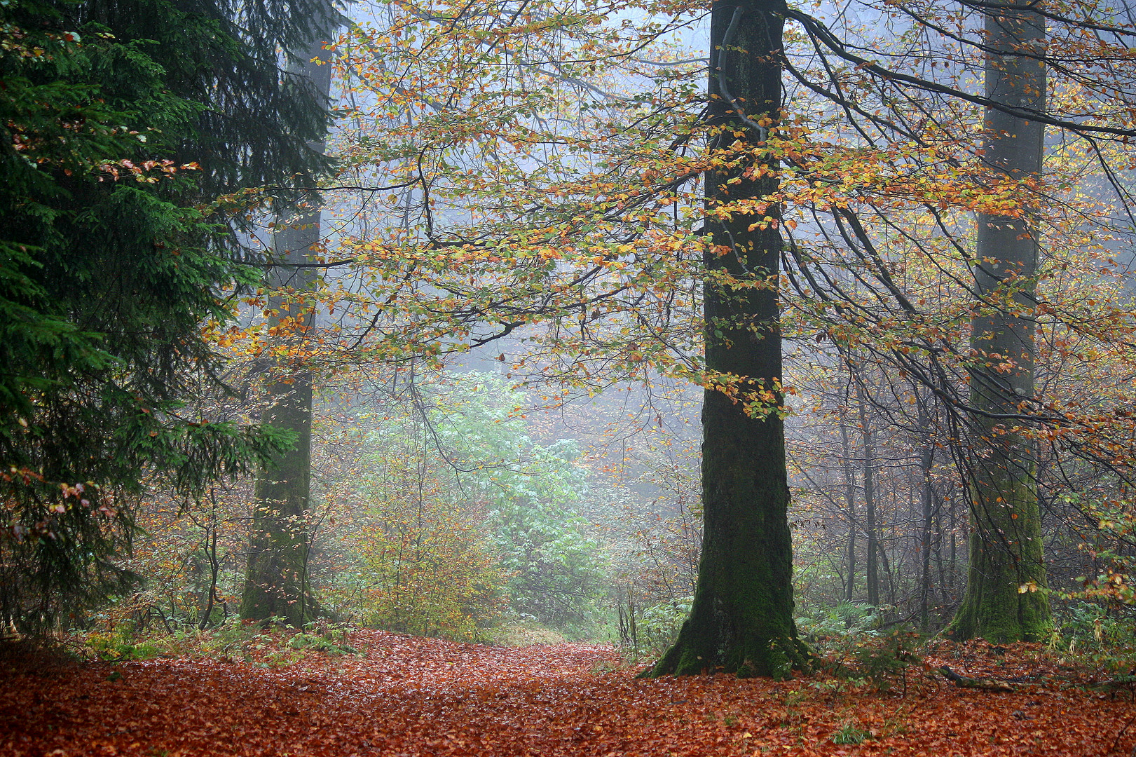 Herbst am Rothaarsteig