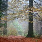 Herbst am Rothaarsteig