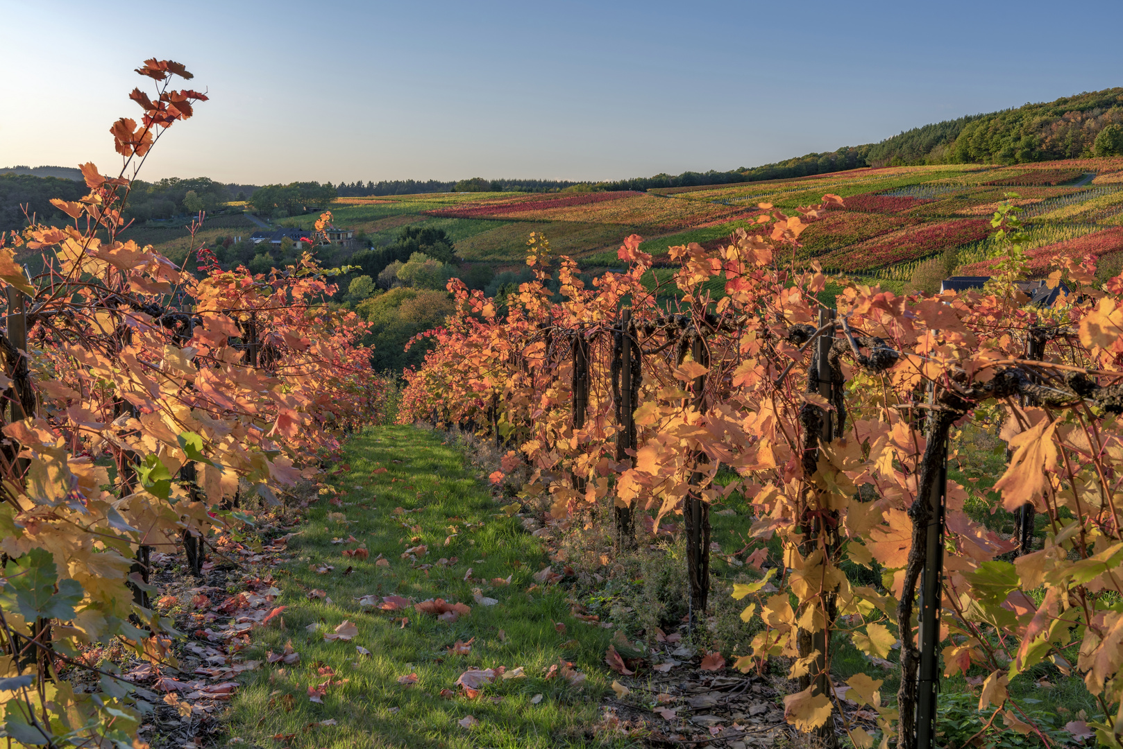 *Herbst am Rotweinwanderweg*