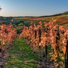 *Herbst am Rotweinwanderweg*