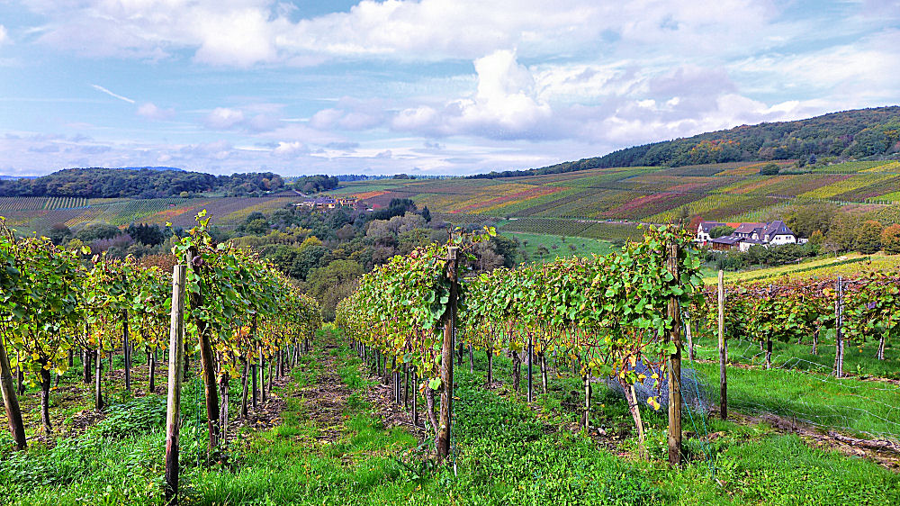 Herbst am Rotweinwanderweg im Ahrtal