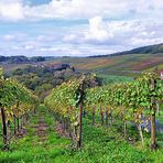 Herbst am Rotweinwanderweg im Ahrtal