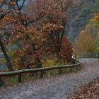 Herbst am Rursee II