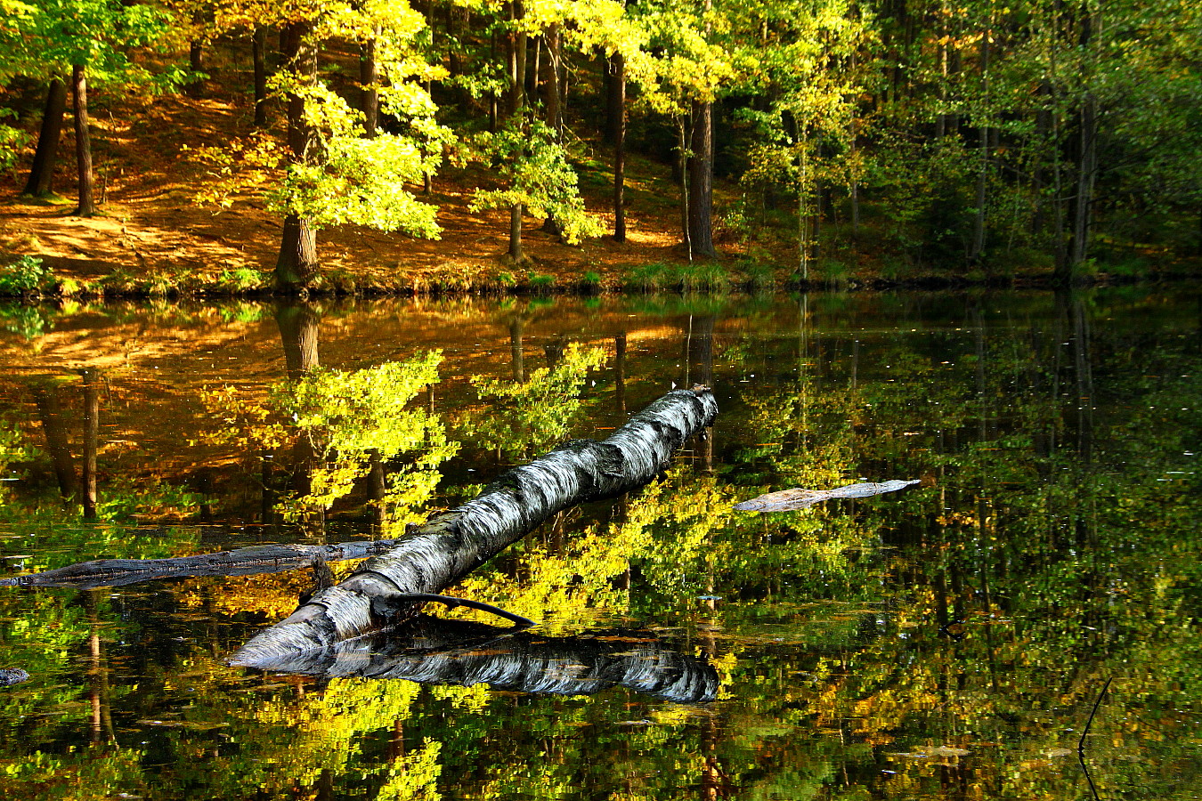 Herbst am Schildkrötenteich