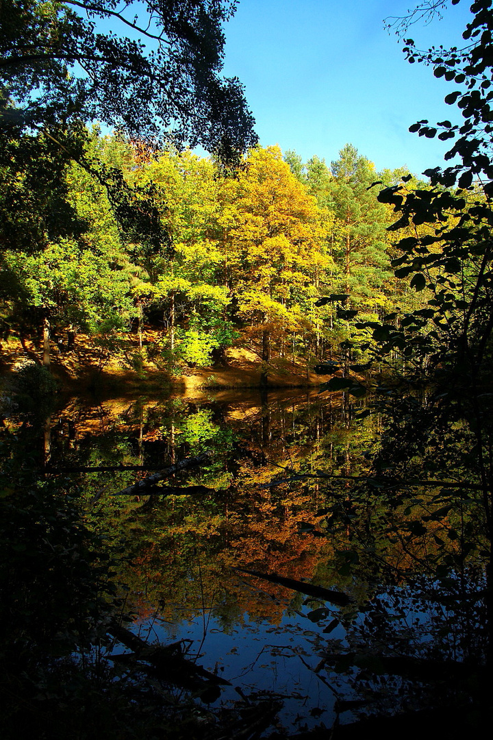 Herbst am Schildkrötenteich