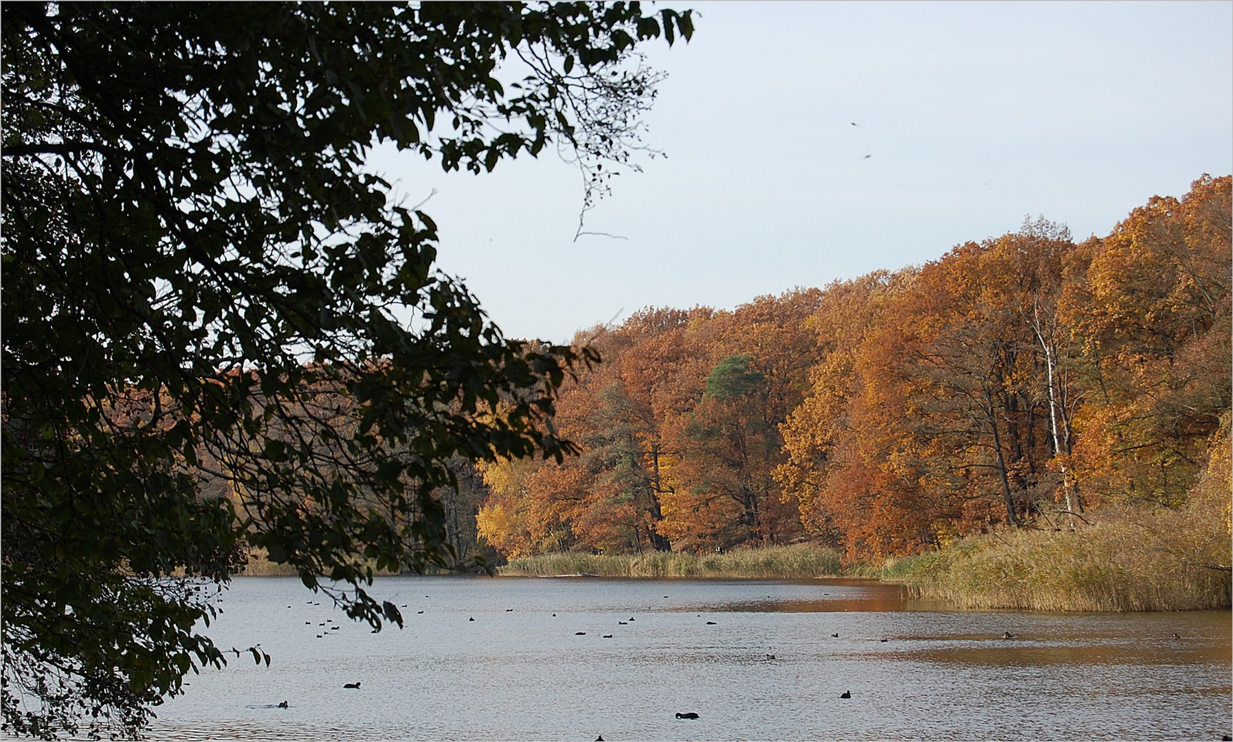 Herbst am Schlachtensee 