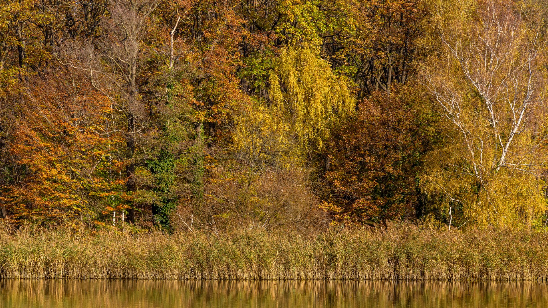 Herbst am Schlachtensee in Berlin