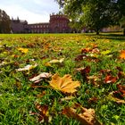 Herbst am Schloß Biebrich 