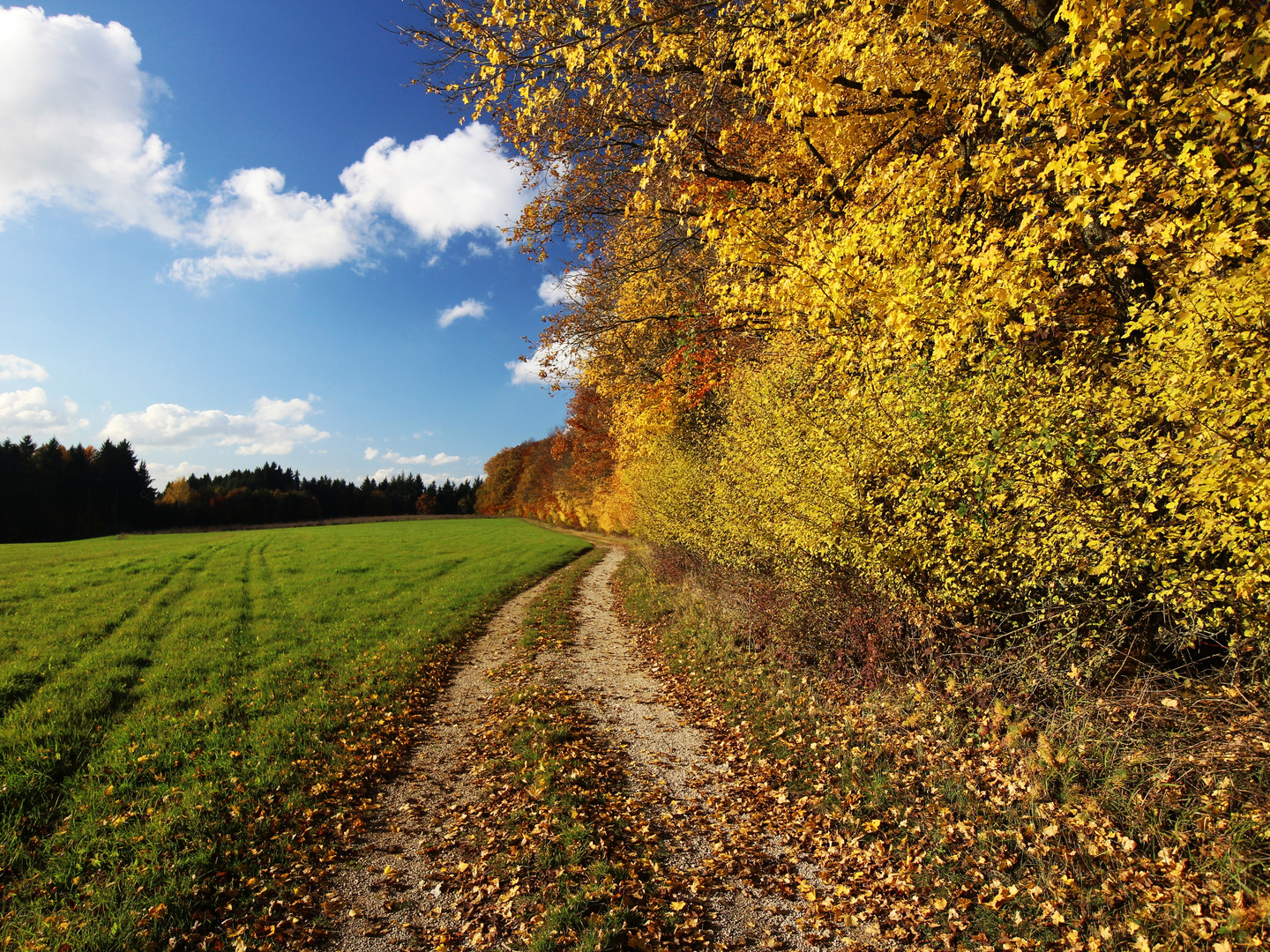 Herbst am Schloßberg im Altmühltal