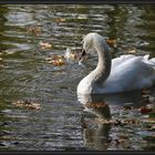 Herbst am Schwanenteich