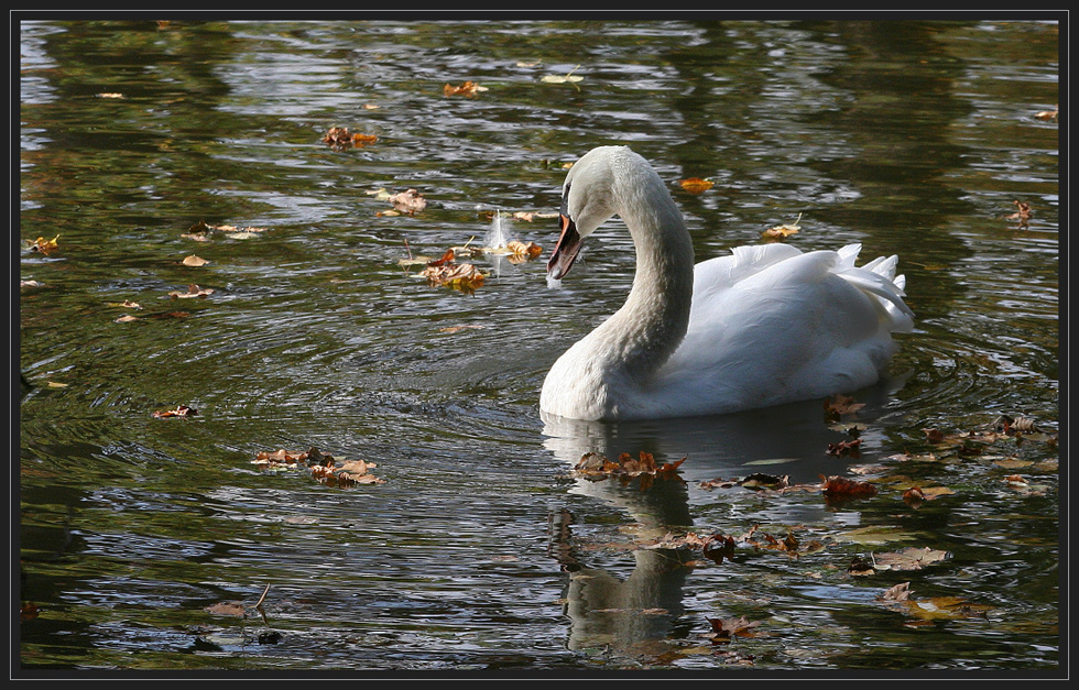 Herbst am Schwanenteich