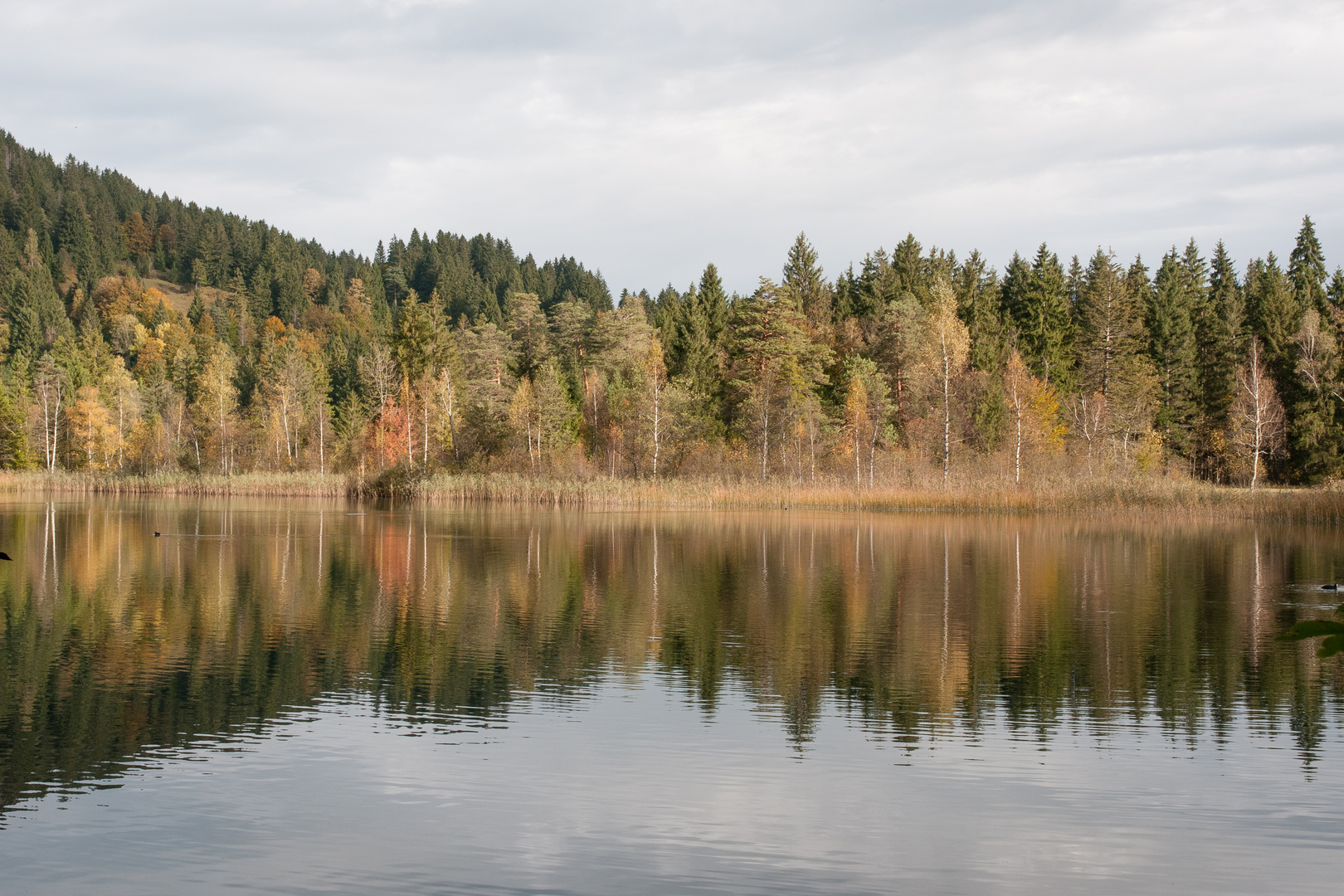 Herbst am Schwansee