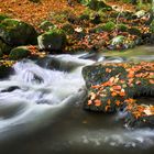 Herbst am Schwarzbach