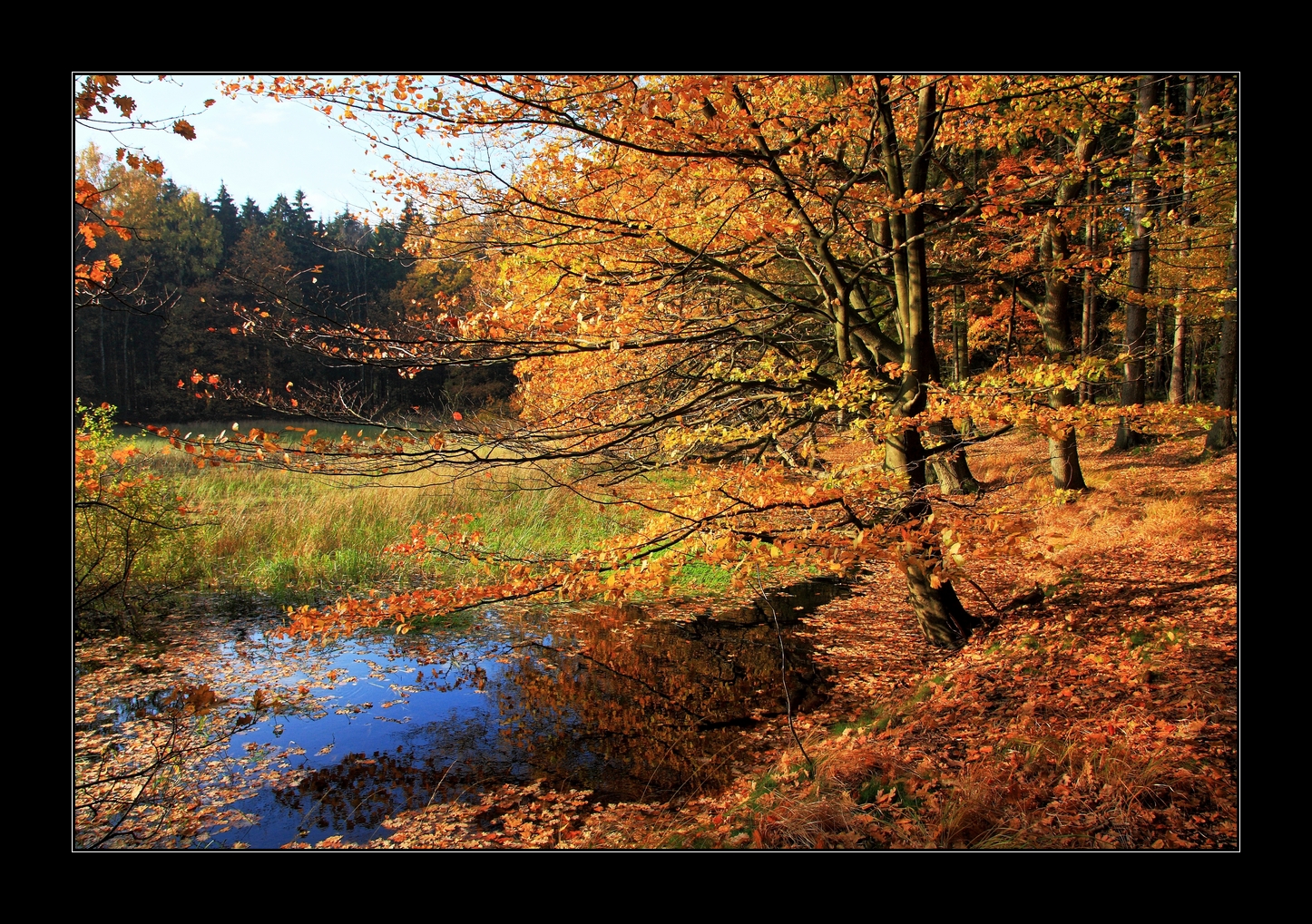 Herbst am Schwarzen Moor