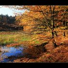 Herbst am Schwarzen Moor