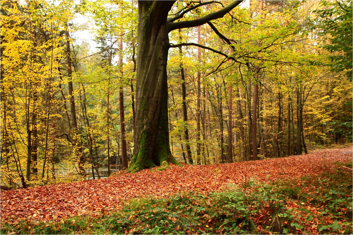 Herbst am Schwarzen Teich