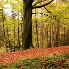 Herbst am Schwarzen Teich