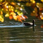 Herbst am See